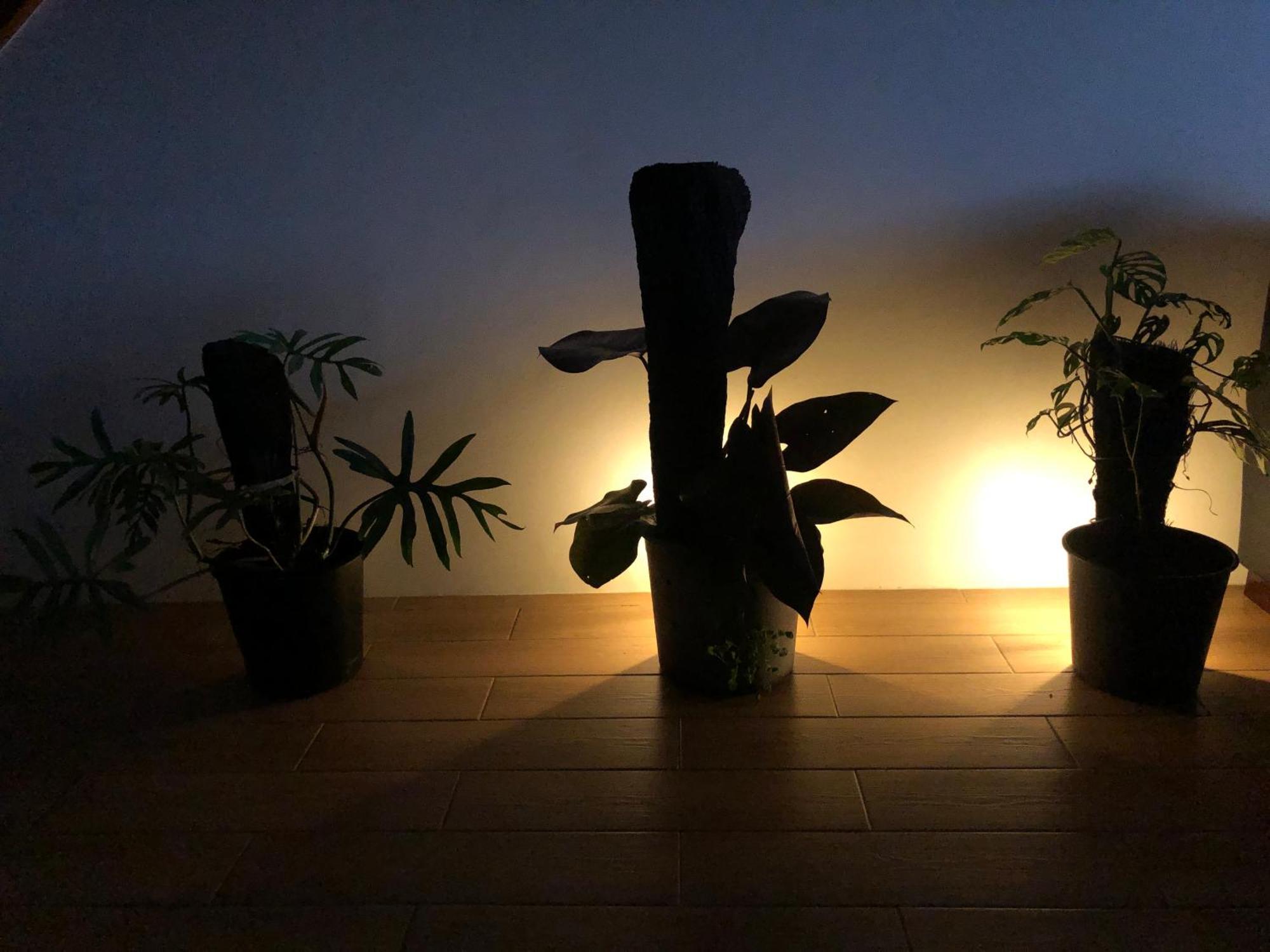 Balabala Bed & Breakfast I Nadi Luaran gambar